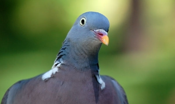 Pigeon Pigeon